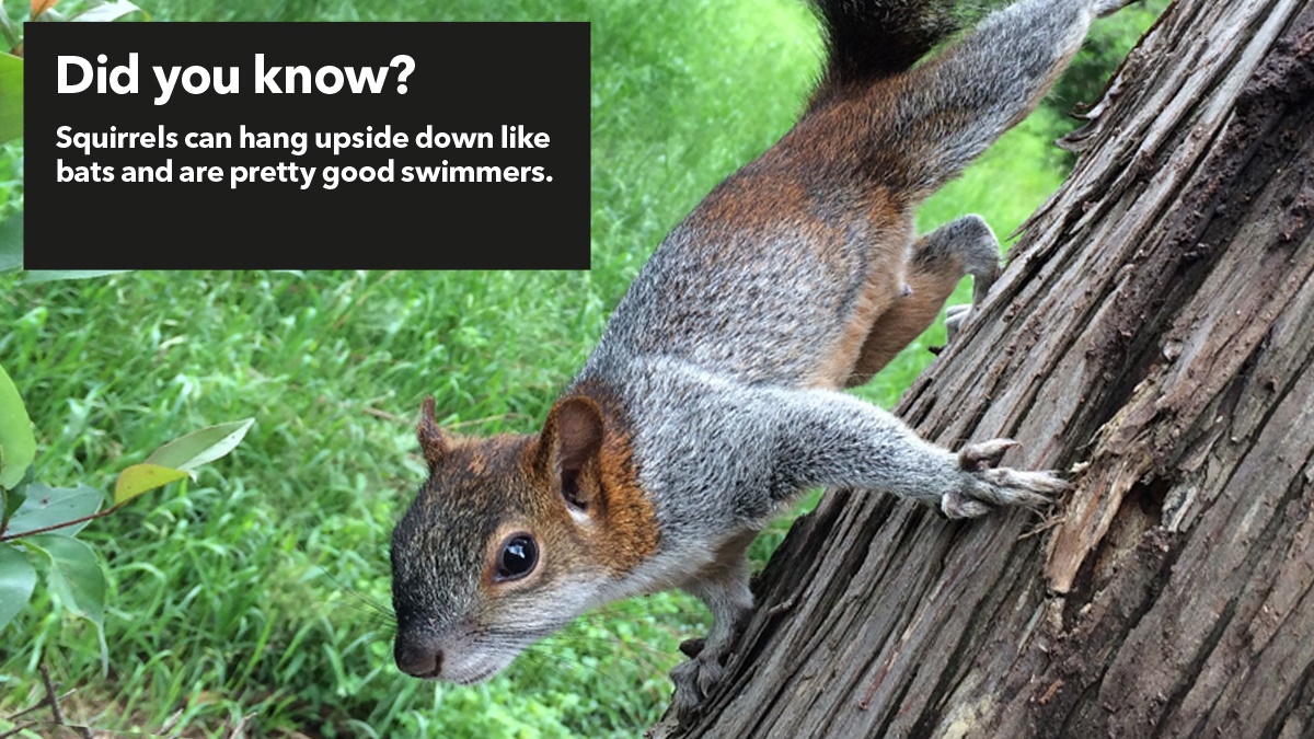 Squirrels can hang upside down and are good swimmers Squirrels can hang upside down and are good swimmers
